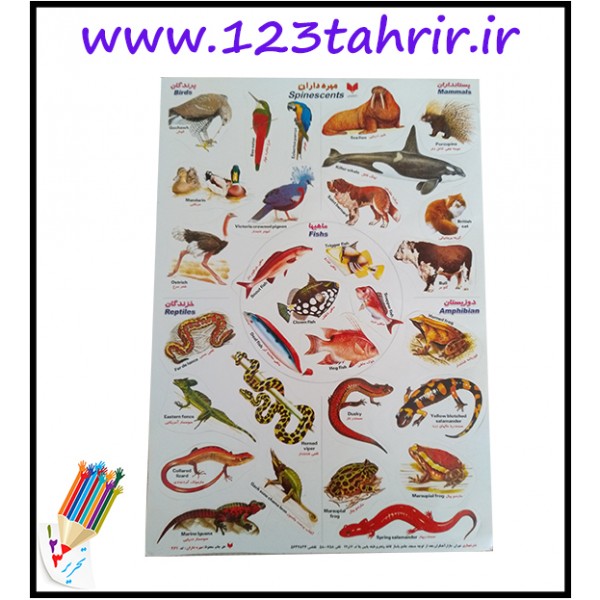 برچسب آموزشی / عمده/ برچسب آموزشی / عمده/